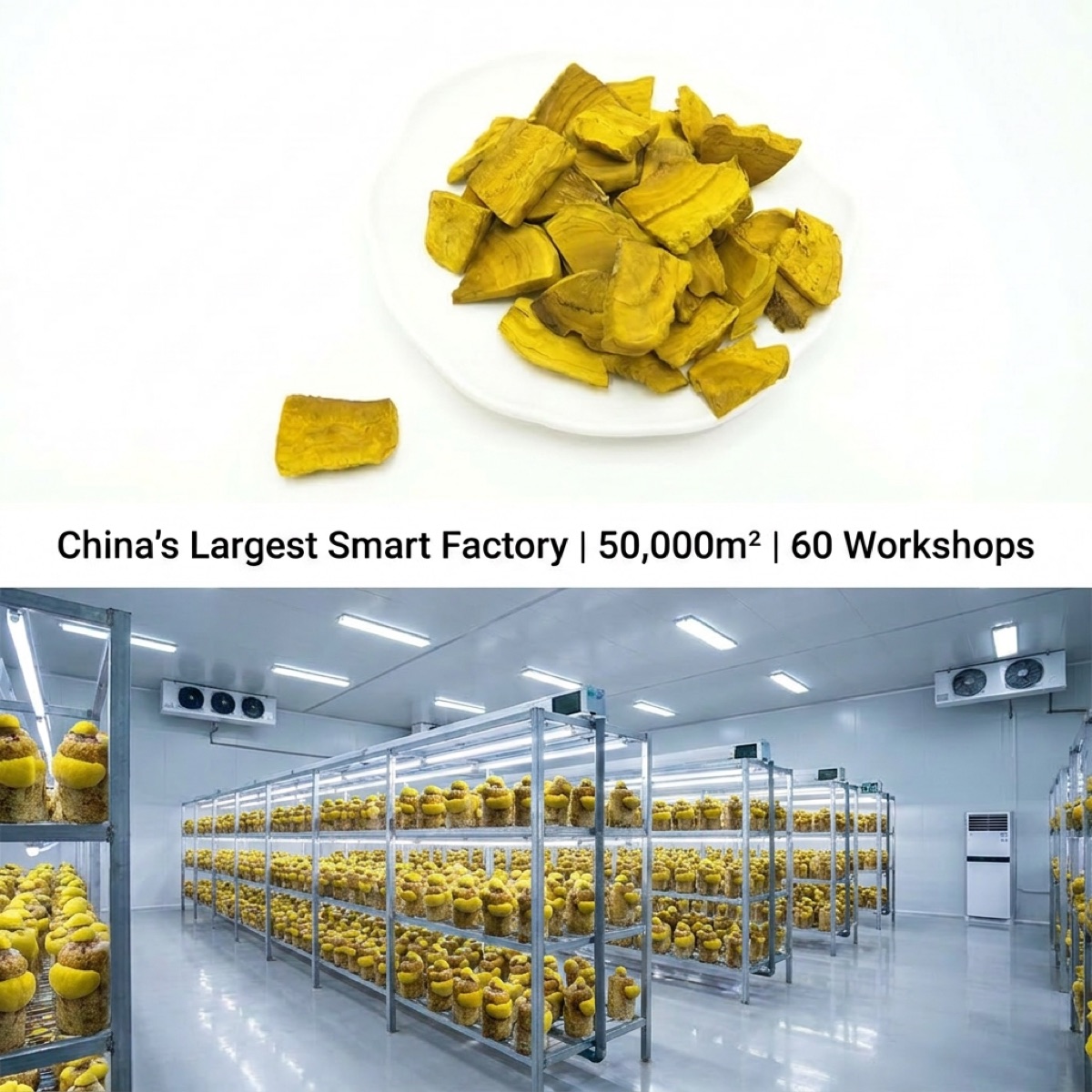 干桑黄片图 3
