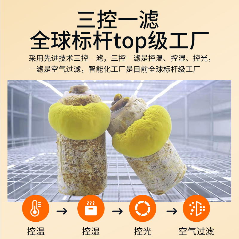 济世芳·极地桑黄冻干凝萃粉 尊享礼盒装 (30g)图 3