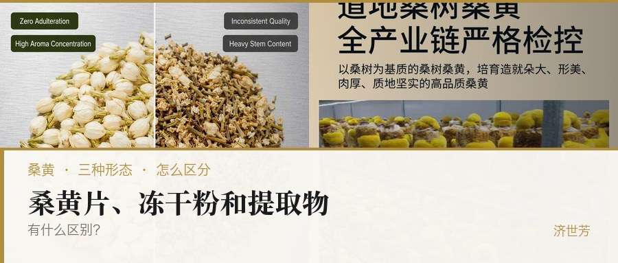 桑黄片、桑黄冻干粉和桑黄提取物有什么区别？